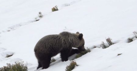 Planujesz wyprawę na Kasprowy Wierch? Uważaj. Grasuje na szlaku