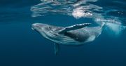Rekordowa migracja. Humbak przepłynął trzy oceany w poszukiwaniu miłości