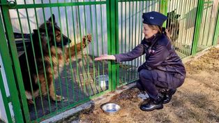 Potulice: To ma sens! Więźniowie w Toruniu i regionie dla zwierząt: sprzątają kojce, robią budy i legowiska
