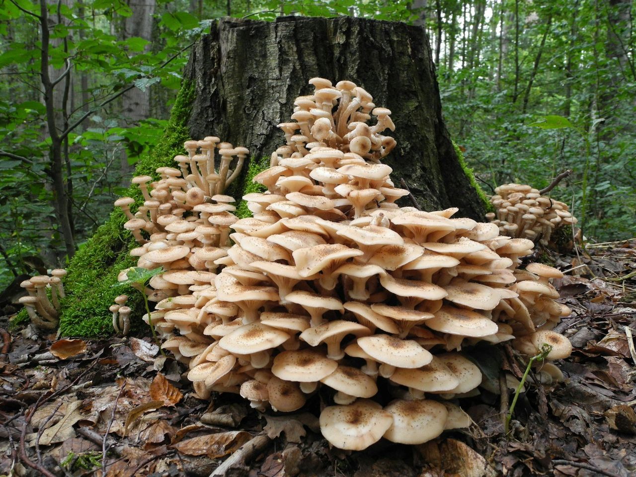 Opieńki. Smaczne i jadalne, ale łatwo je pomylić z trującymi grzybami
