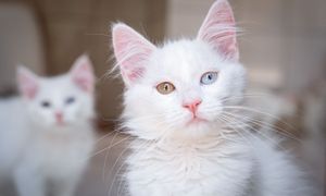 Prawdziwe pochodzenie kota. Analizy dają odpowiedź