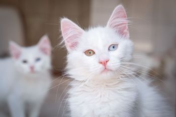 Prawdziwe pochodzenie kota. Analizy dają odpowiedź