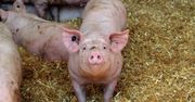 Dramat na rynku trzody chlewnej. Ceny świń runęły