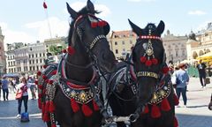 Kraków szokuje cenami. Chodzi o przejazd dorożką