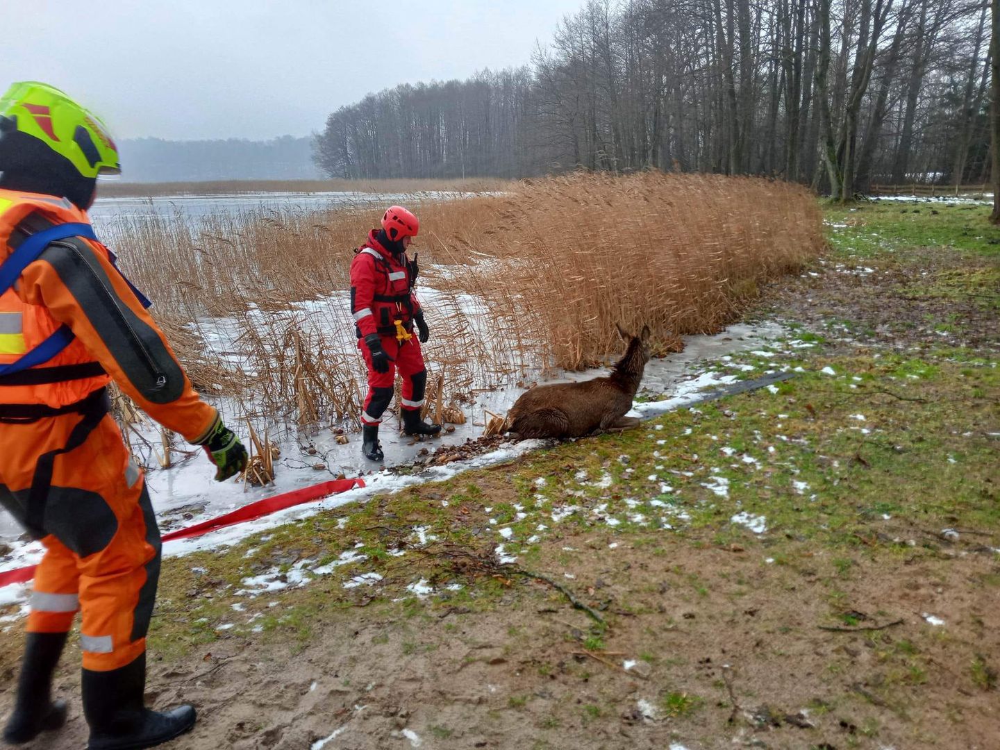 Strażacy ratują jelenia