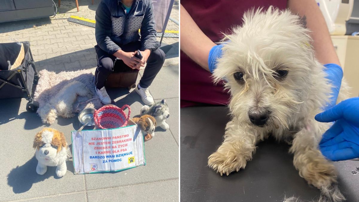 Wstrząsające doniesienia z Wrocławia.