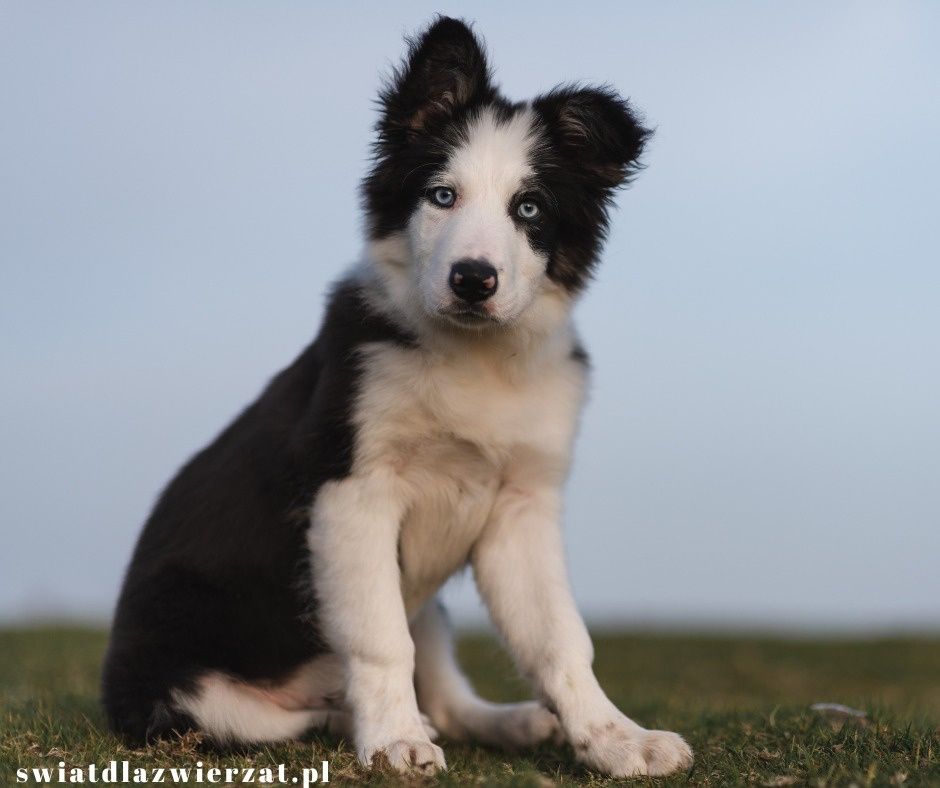 border collie pies szczeniak