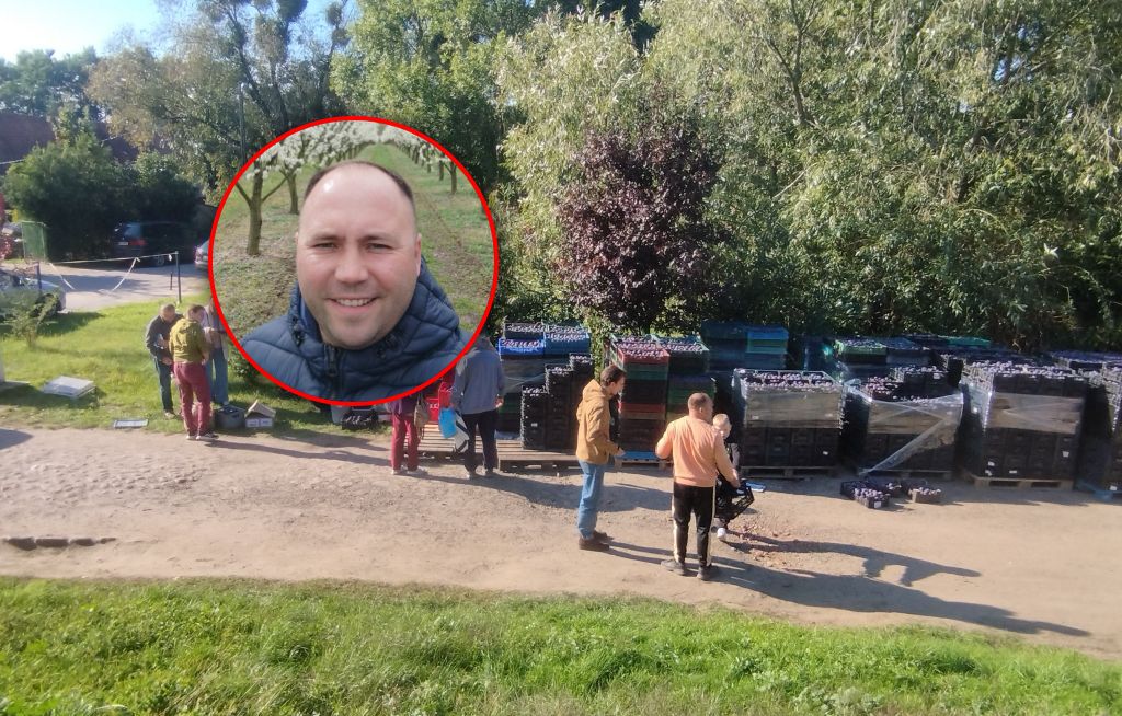 To temu rolnikowi zalegało 11 ton śliwek. Teraz zabrał głos