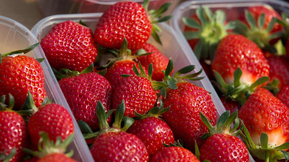Odmiany powtarzające truskawek przynoszą coraz mniejsze zyski