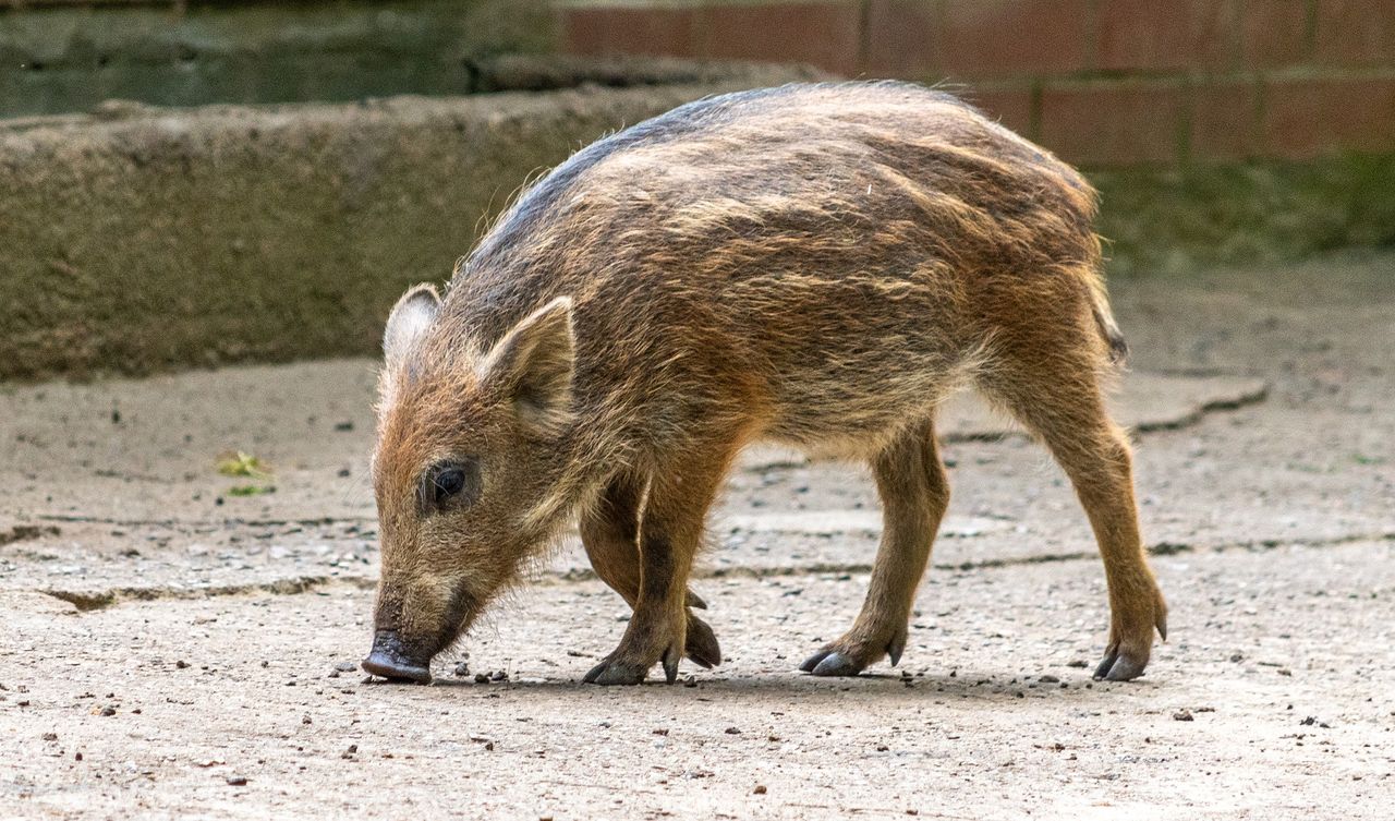 Problem z dzikami na Ursynowie. Reakcja służb szokuje mieszkańców