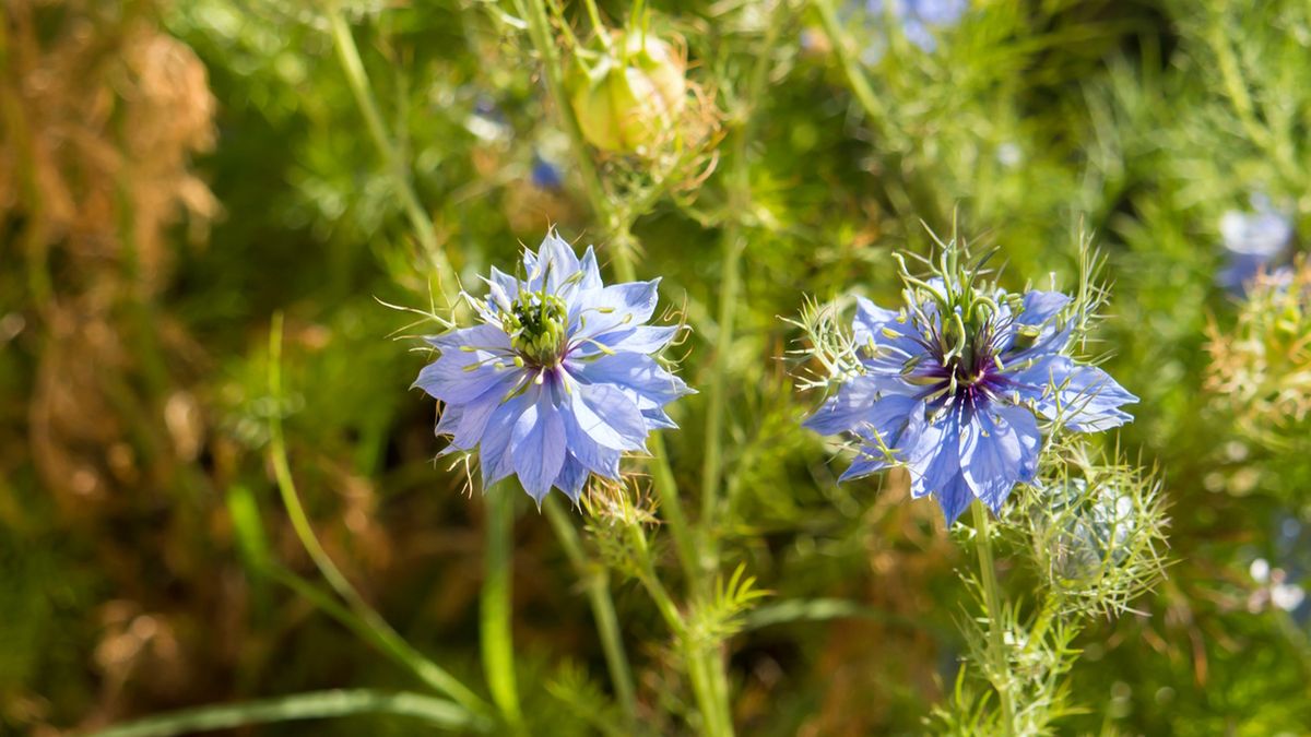 Czarnuszka siewna ma pojedyncze łodygi zakończone dekoracyjnymi kwiatami