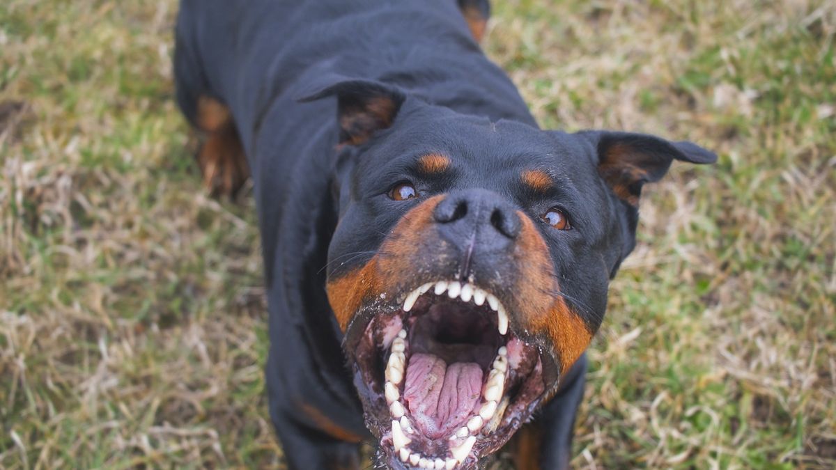 Rottweiler spadł z trzeciego piętra na kobietę w ciąży. Trafiła do szpitala.