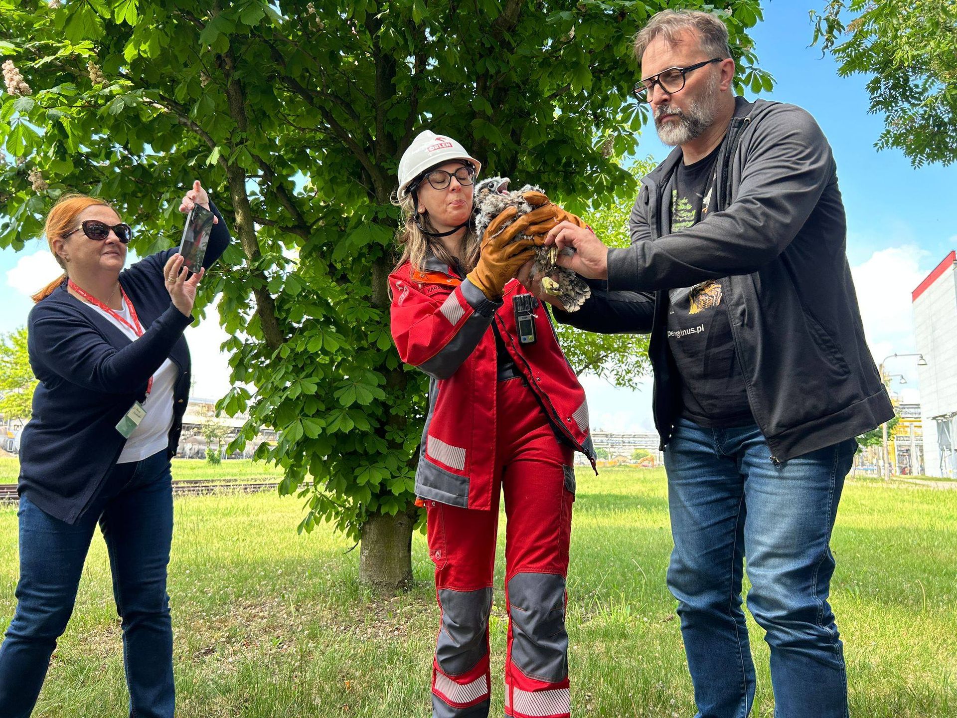 Obrączkowanie młodych sokołów 