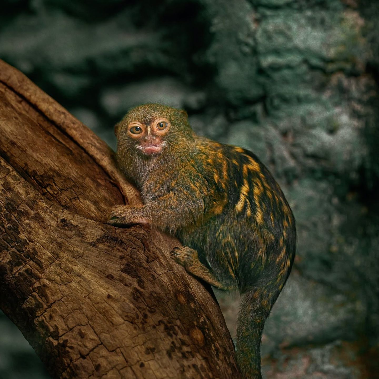 Nowi lokatorzy w płockim ZOO