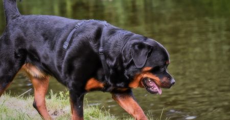 Rottweiler rozszarpał dziecko. Rodzina w rozpaczy