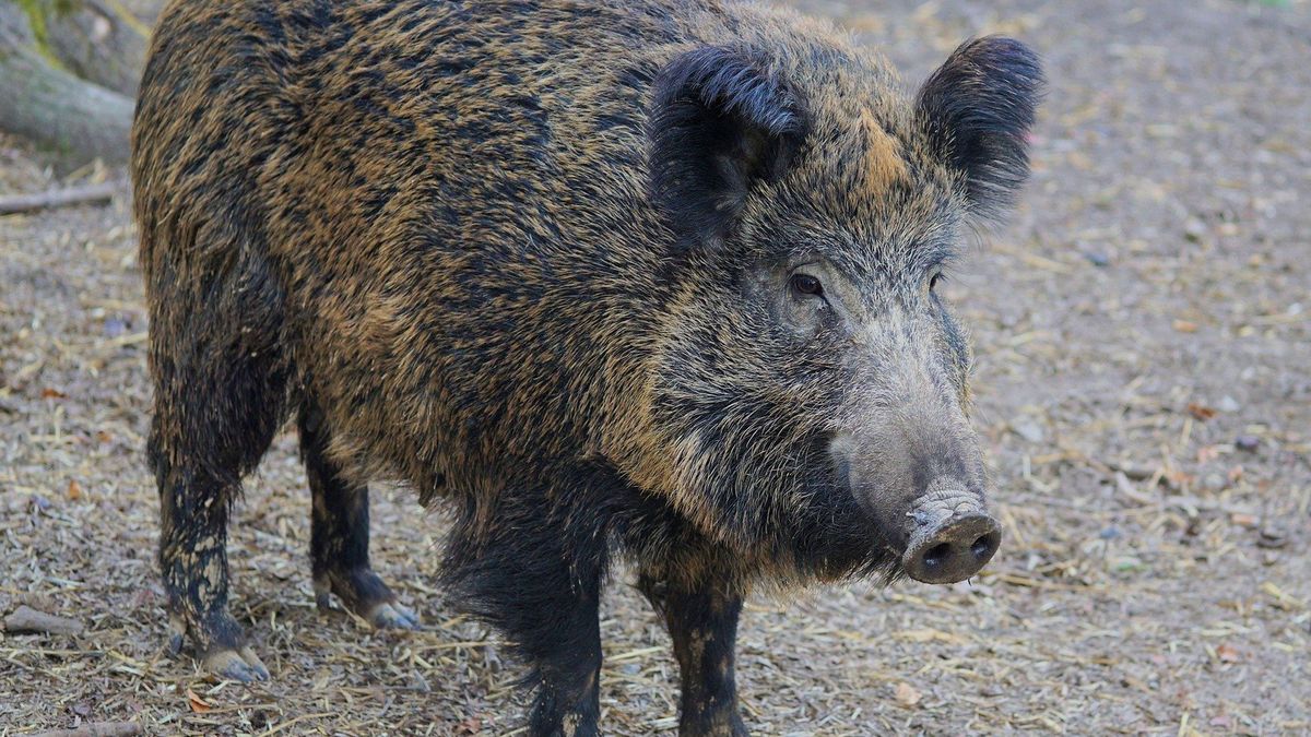 W Niemczech zdiagnozowano dwa kolejne przypadki znanego wirusa