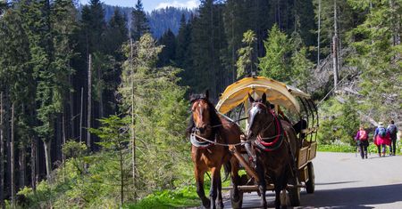Zamieszanie wokół koni na trasie do Morskiego Oka. "Bardzo dochodowy interes"