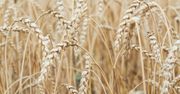 Cena pszenicy 2025: Czy rolnicy zapłacą mniej za dzierżawę?