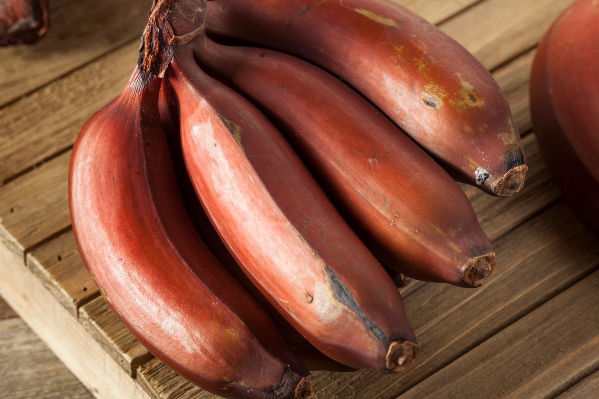 Why is it worth eating red bananas?