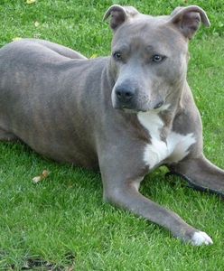 Przemyśl. Amstaff pogryzł 12-latka. Chłopiec walczy o życie