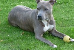 Przemyśl. Amstaff pogryzł 12-latka. Chłopiec walczy o życie