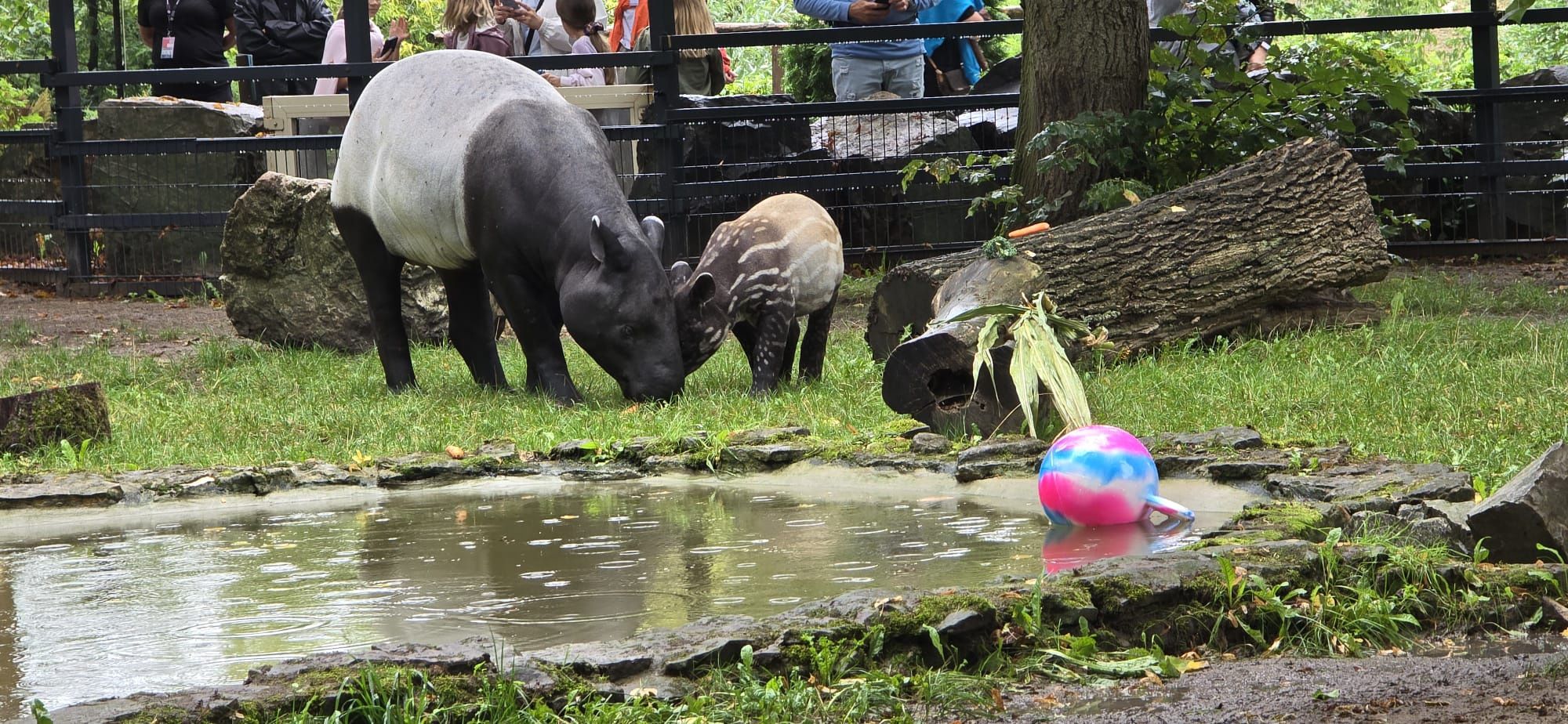 Tapir Baby Shower
