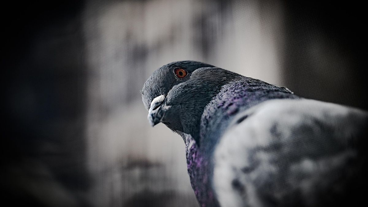 Gołębica Cher Ami uratowała wiele żyć - zdjęcie ilustracyjne