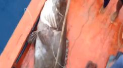 Olbrzymia ryba. Złowili prawdziwe monstrum