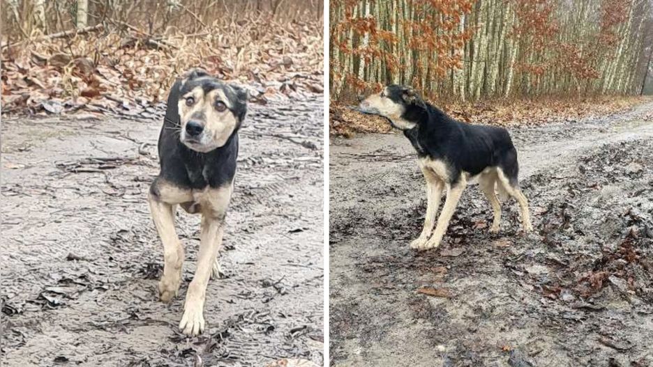Pies, który utknął w lisiej norze