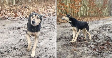 Dramatyczna interwencja. Pies nie miałby szans