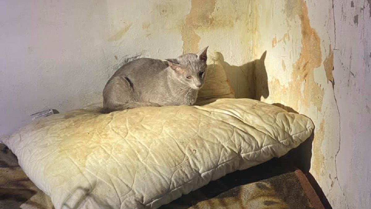 Bestialskie traktowanie kotów. To się w głowie nie mieści