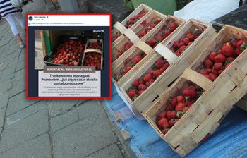 Truskawkowa wojna niedaleko Poznania. Niszczą stoiska konkurencji