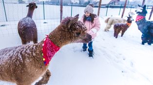 Leśny Park Niespodzianek w Ustroniu: Na świat przyszły dwa alpaki