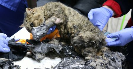 Elbląg. Koty zatopione w asfalcie. W schronisku walczą o ich życie
