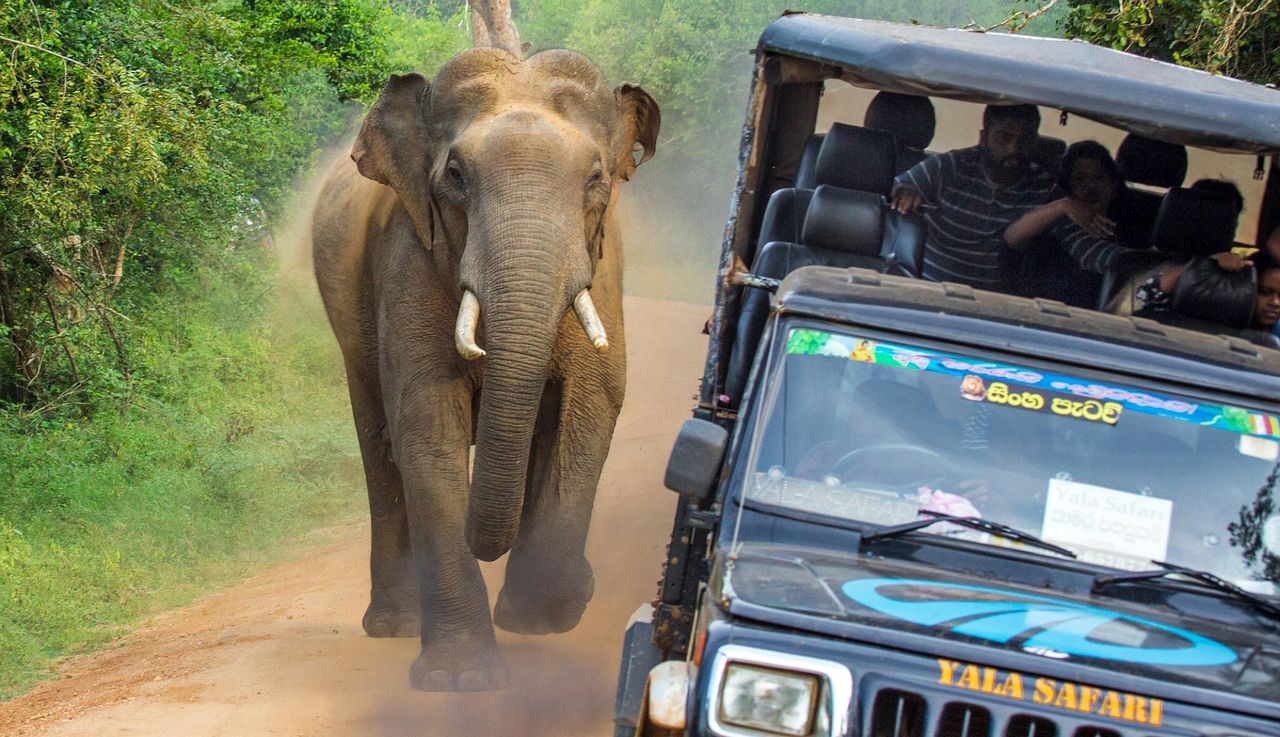 Safari z piekła rodem. Najlepsze zdjęcia tygodnia