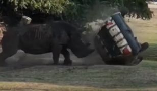 Wciekły nosorożec w niemieckim parku safari. Rzucił się na samochód strażnika