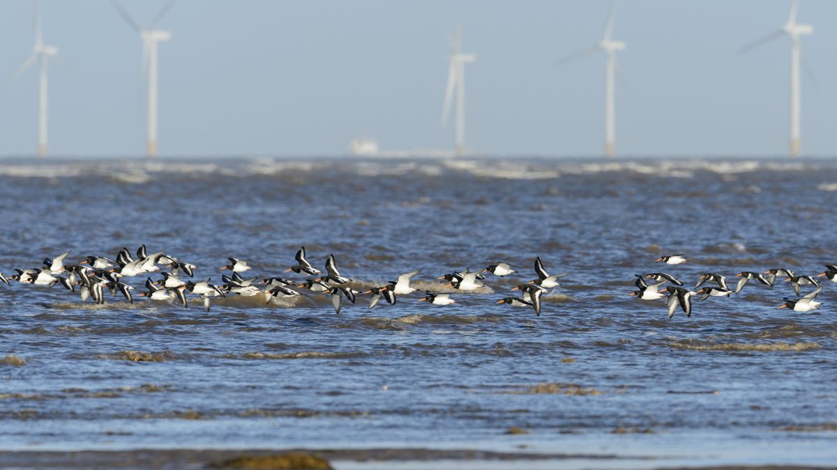 Francja zamierza niemal podwoić moc uzyskiwaną ze źródeł odnawialnych do 113 GW jeszcze przed 2028 r.
