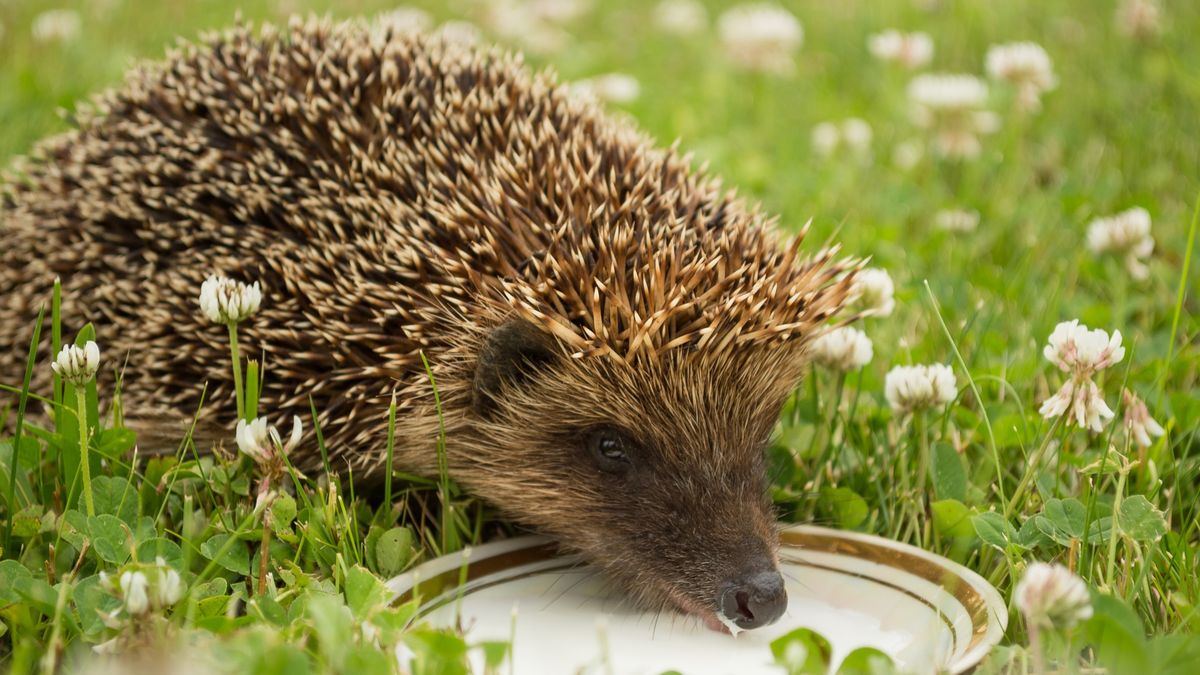 hedgehog eating