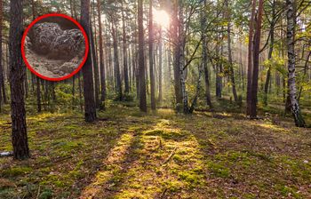 Spotkasz je w lesie? Nie dotykaj ich