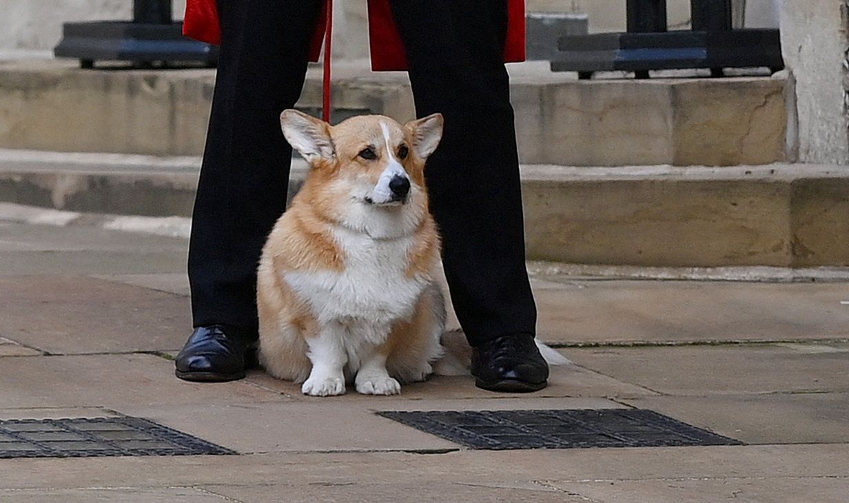 Corgi żegnają królową Elżbietę