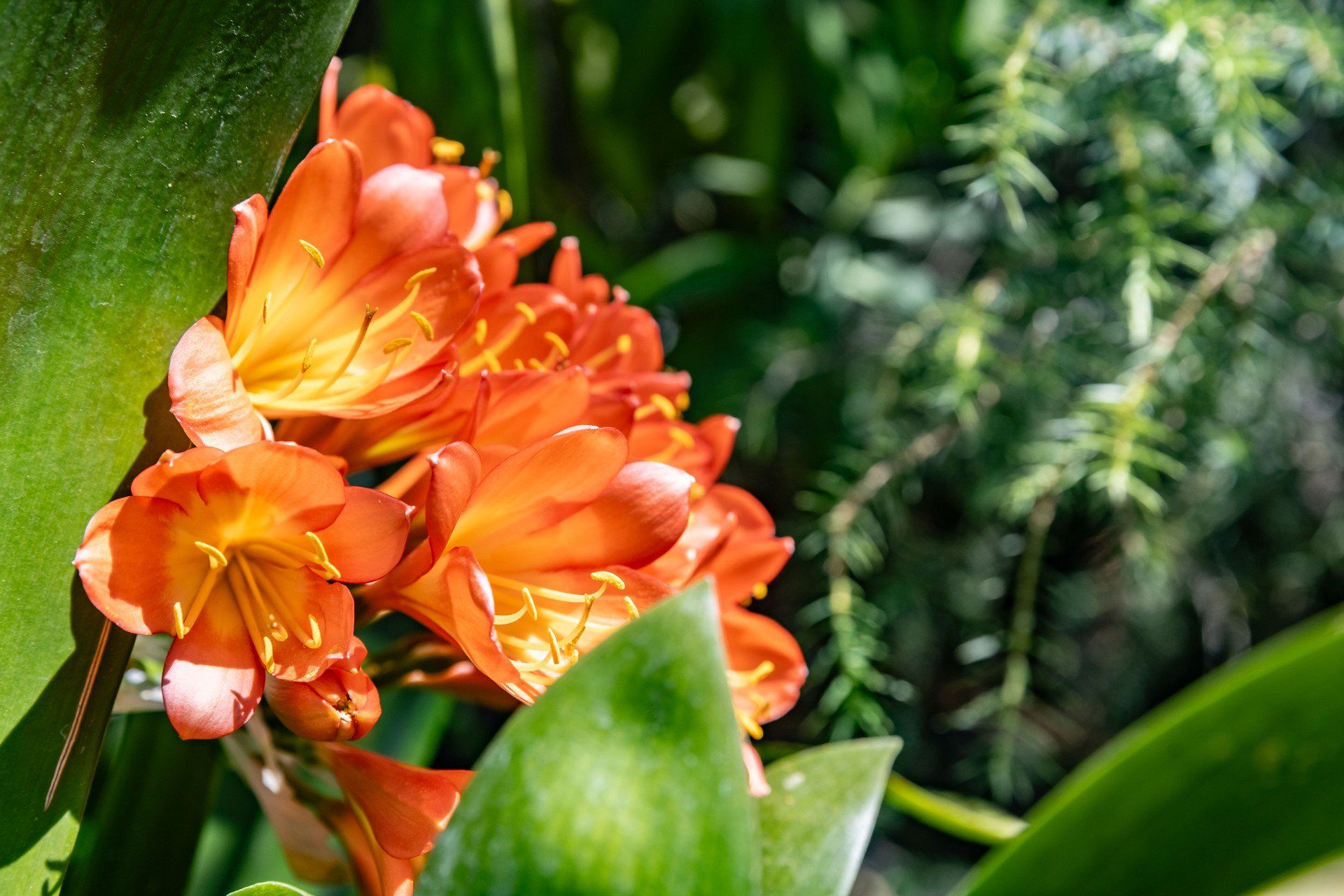 Kliwia z Ogrodu Botanicznego UJ w Krakowie