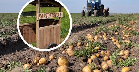 Nastolatek z Podlasia postawił kartoflomat. Kradzieży jest mniej niż 1 proc.