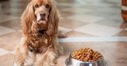 Ceny karmy dla psów utrapieniem dla właścicieli. Skok o prawie 50 proc.