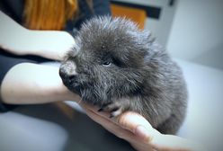 Malutki bóbr uratowany przed utonięciem w Kłodzku [Zdjęcia]