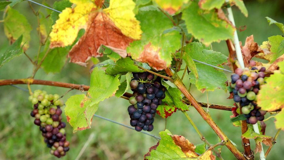 Weekend Otwartych Winnic