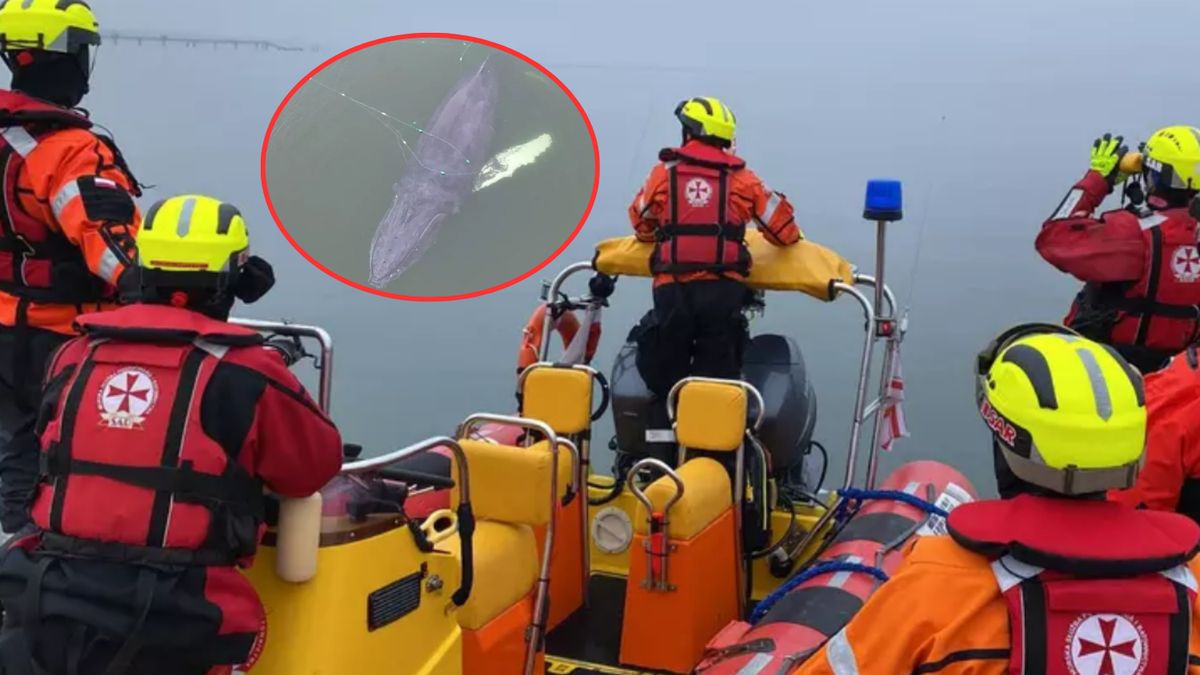 W lutym młody humbak zaplątał się w rybackie sieci 