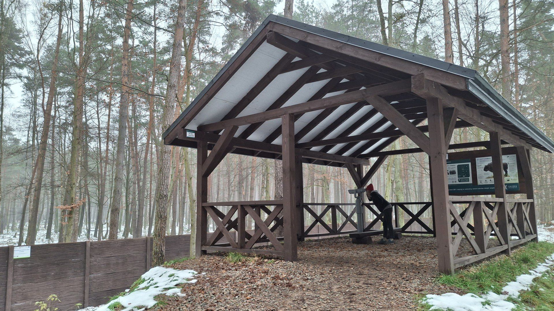 Tutaj żyją żubry. Wyjątkowe miejsce w sercu Puszczy Niepołomickiej
