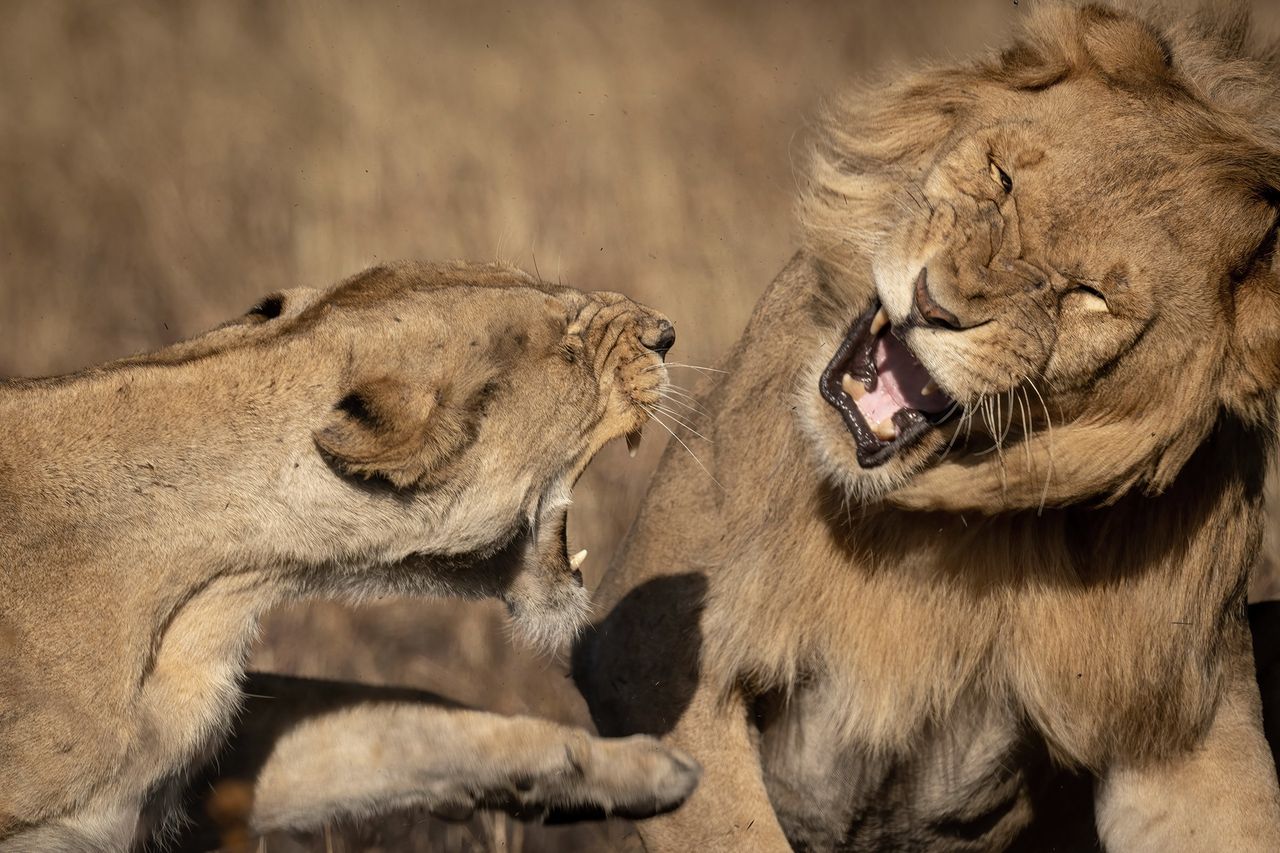 Niezadowolona lwica zaatakowała lwa.