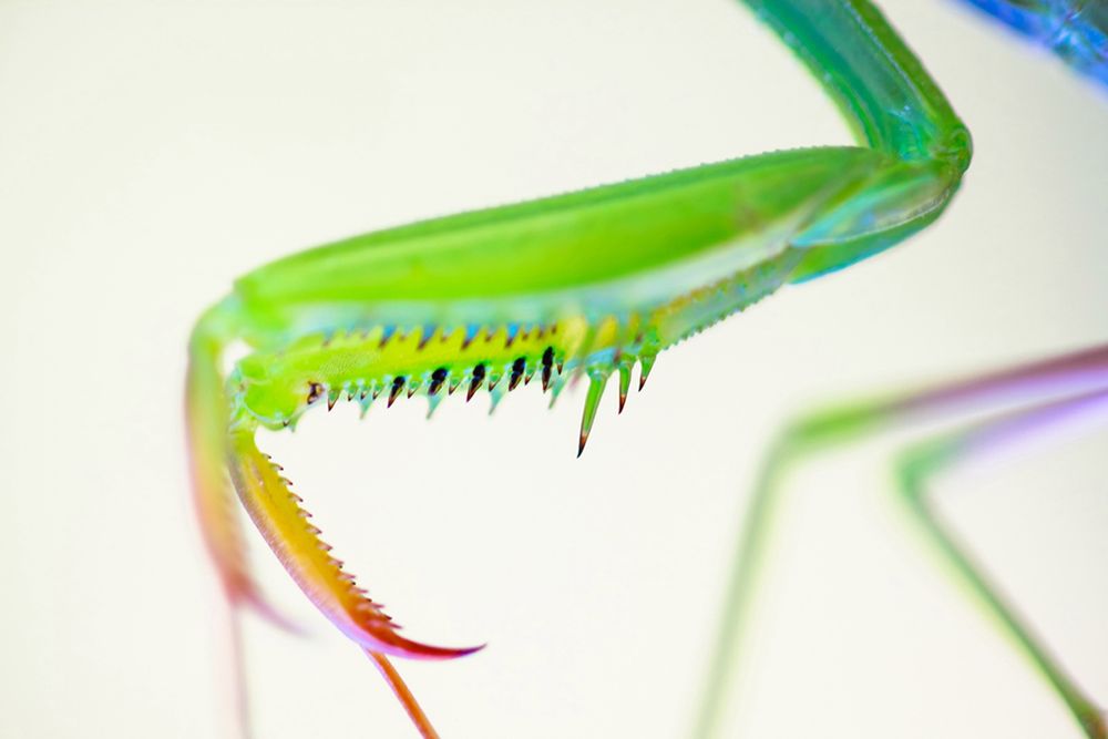 Zobaczcie najlepsze zdjęcia konkursu GDT European Wildlife Photographer of the Year 2016 7