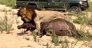 Lew rzucił się na bawoła. Polowanie tuż obok turystów